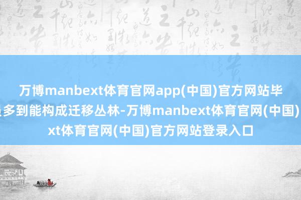 万博manbext体育官网app(中国)官方网站毕竟他们高个子球员多到能构成迁移丛林-万博manbext体育官网(中国)官方网站登录入口